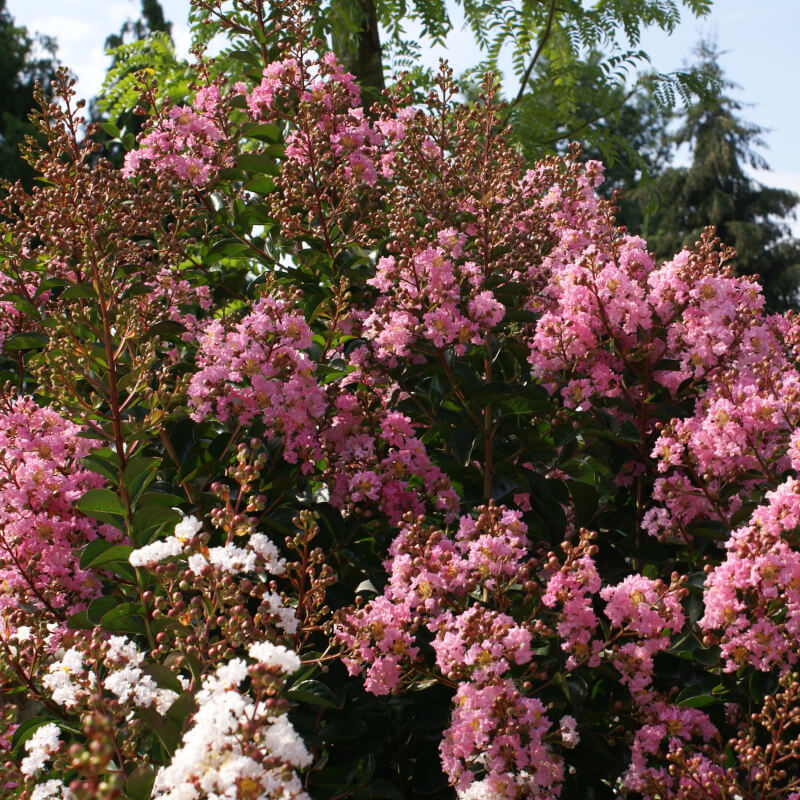 Faurei Lagerstroemia indica x faurei Sioux